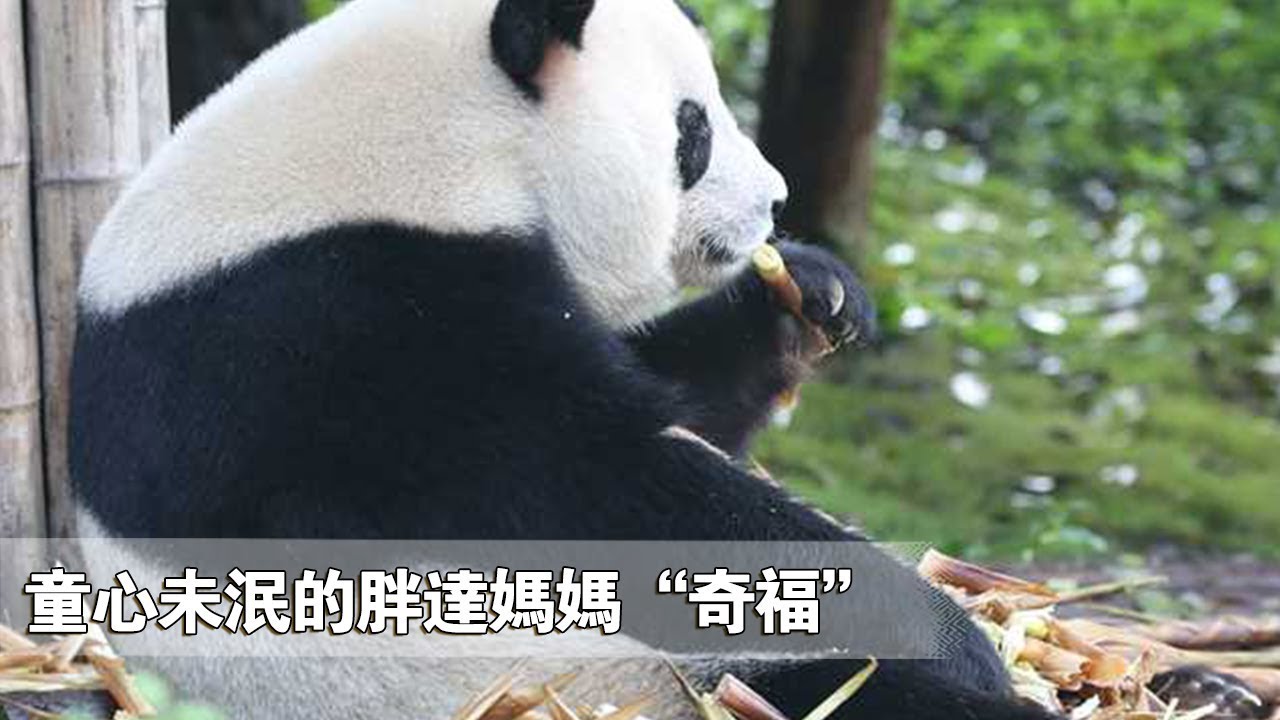 《熊貓主題趴》童心未泯的胖達媽媽“奇福” | iPanda