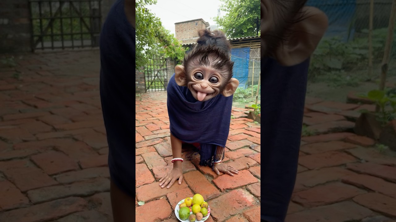 Wah monyet😱🐒🍒🥰🤣#S1237
