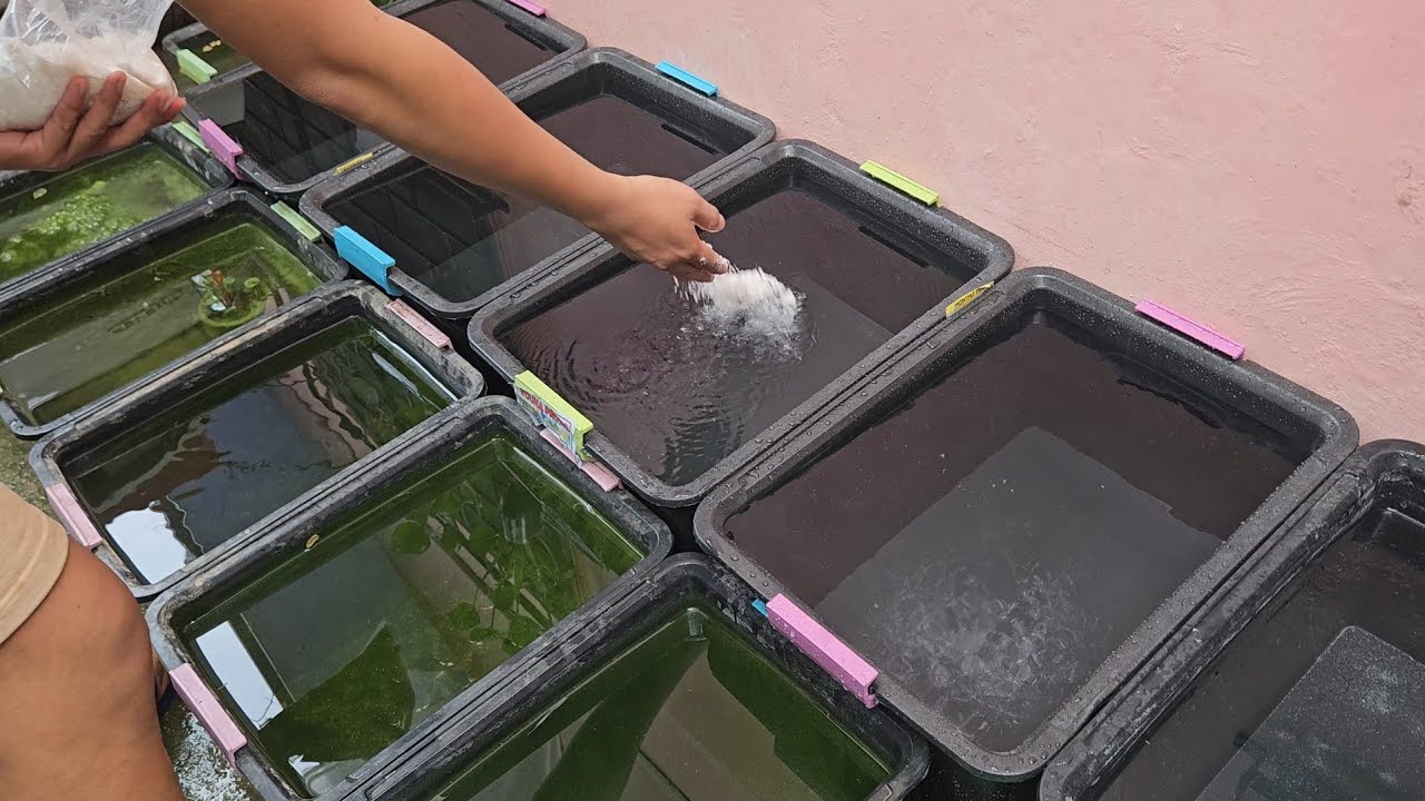 Turn Your Backyard Into A Natural Guppy Fish Farm After Watching This!