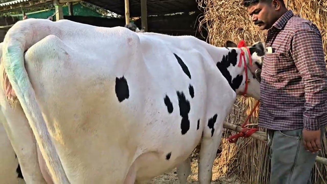 रामू यादव डेयरी फॉर्म समस्तीपुर यहां अच्छी दूध वाली गाय मिल जाती है 