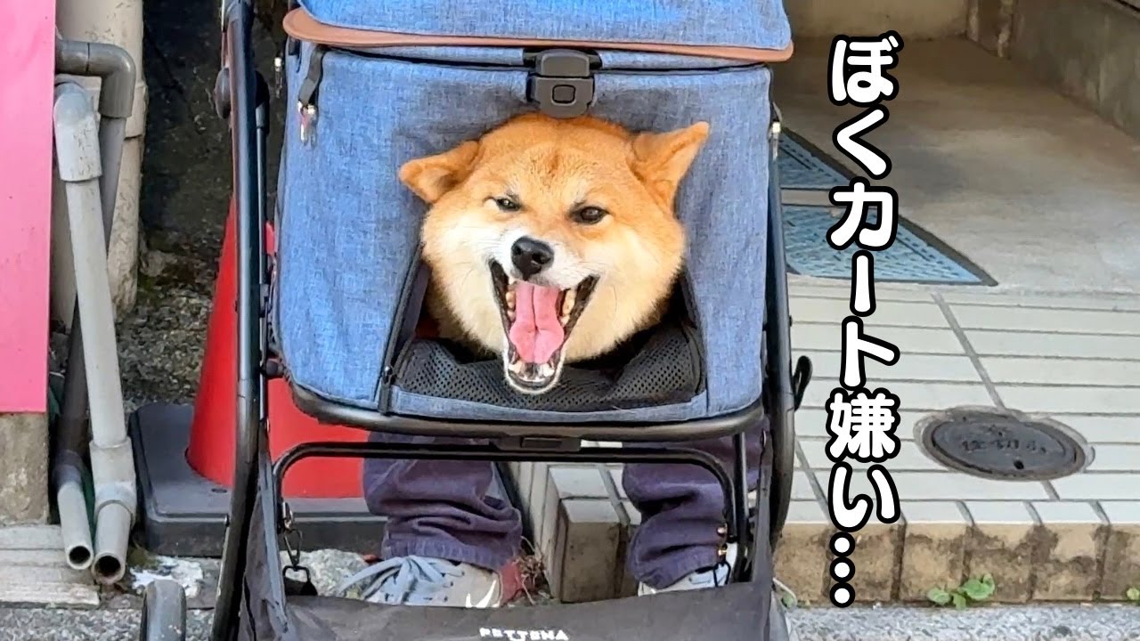 【年末年始】保護犬多頭飼いファミリーのハチャメチャな年明け【2026】