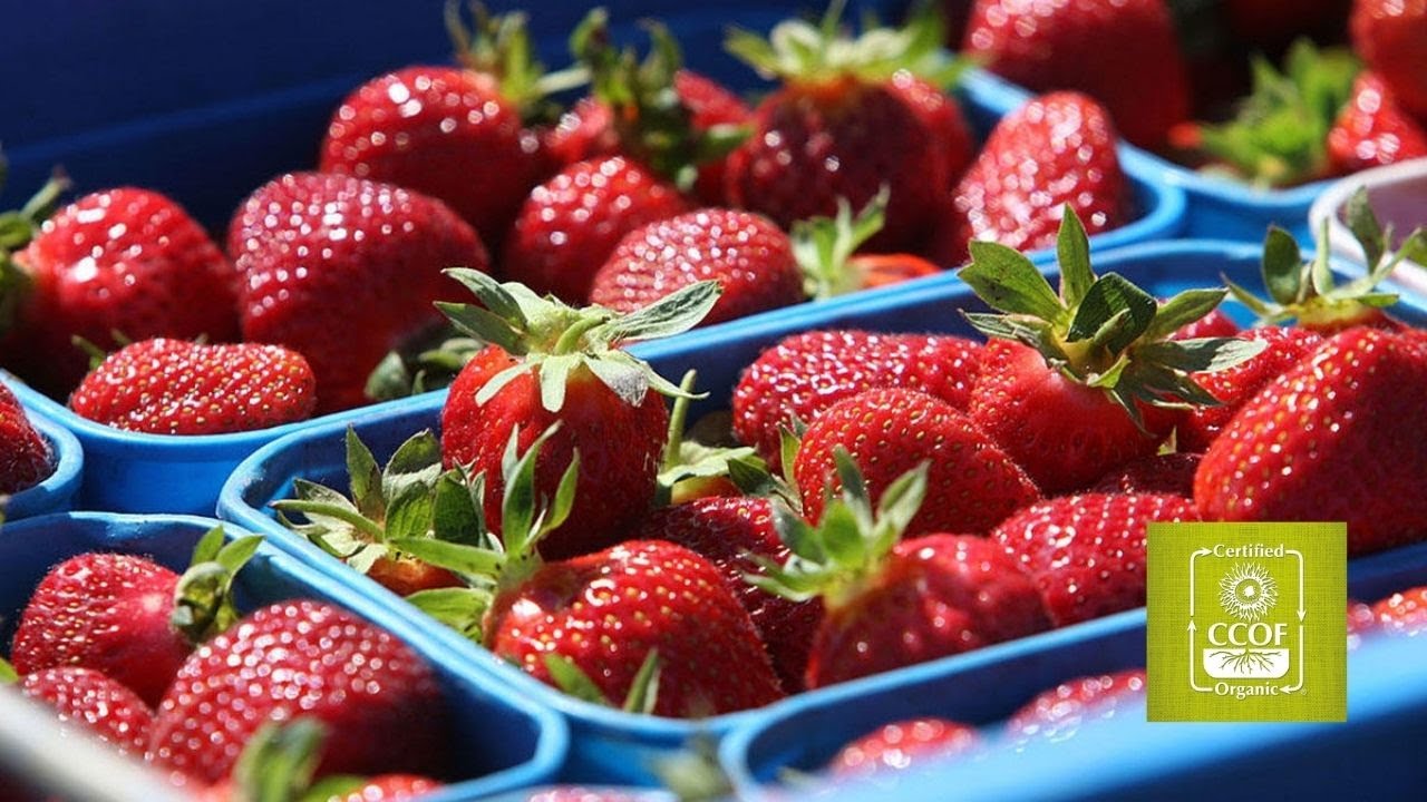 Sustainable Produce Packaging for Farms that Sell Directly to Consumers - CCOF Foundation Webinar