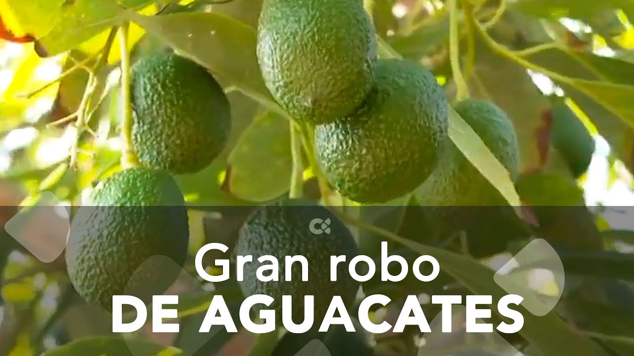 Desarticulada una banda que robó más de 2.000 kilos de aguacates en Tenerife