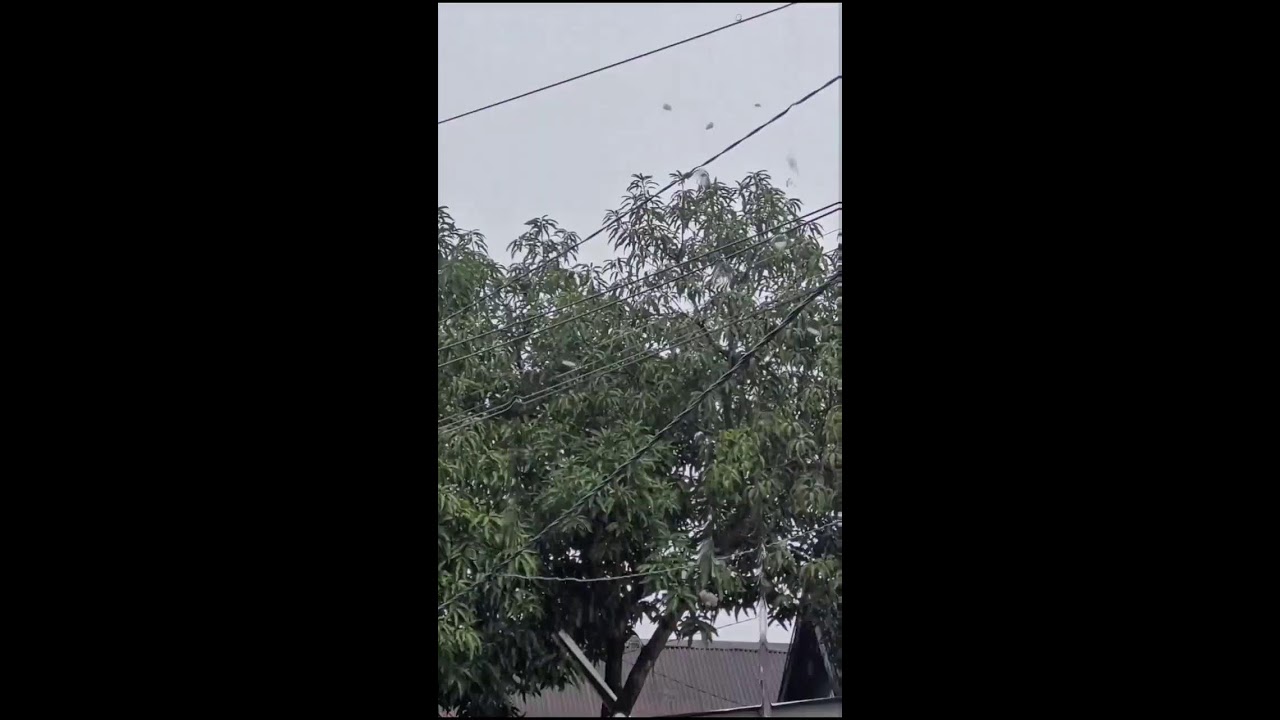 LIVE Calm Rain and Wind with Gentle Thunder | Relaxing Ambience