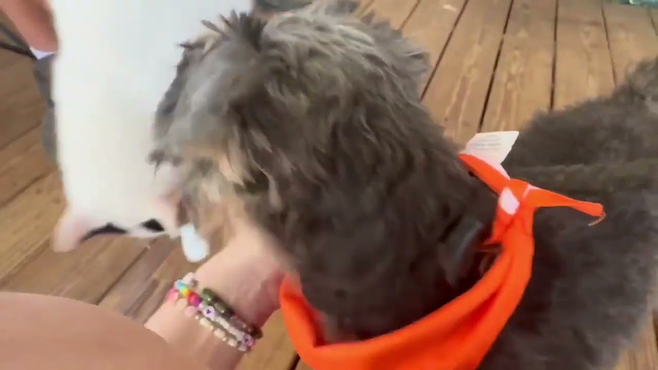 Video of adoptable pet named Wapner