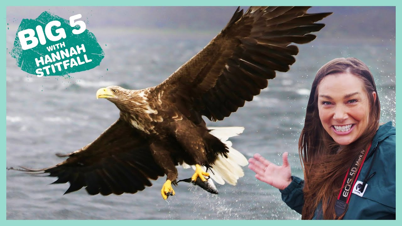 White Tailed Eagle | Big 5: Scotland| BBC Earth Kids