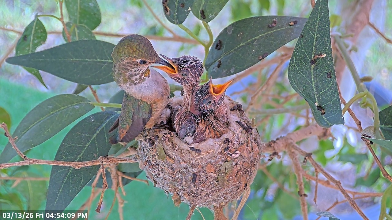 Lily Feeding her Baby Hummingbird Chicks 12 & 13 Days Old #hummingbirdsnest #babyhummingbirds #birds