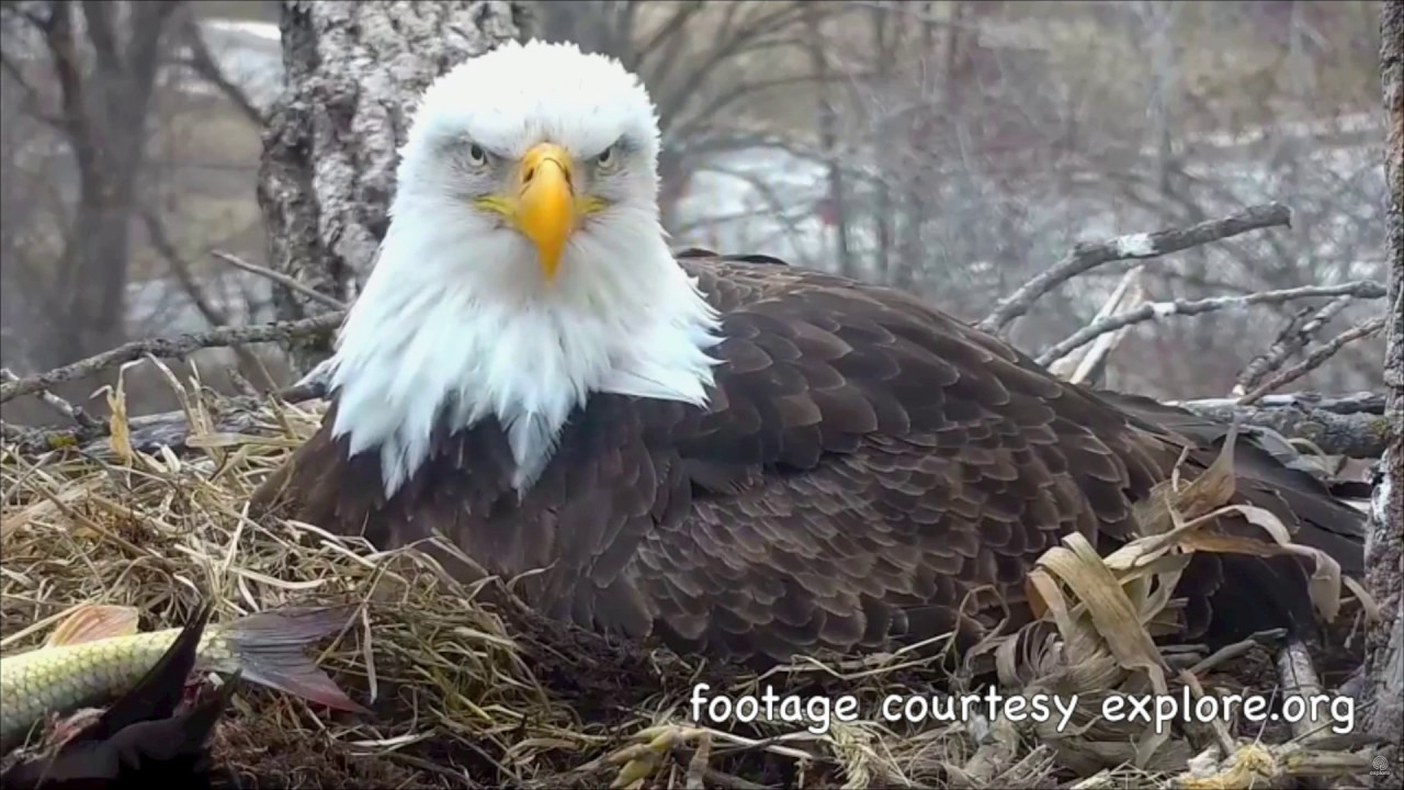 DECORAH EAGLES & EAGLETS 🐣 🐣🐣 AMAZING FEEDING CLOSE-UP HIGHLIGHTS ◕ SO WELL BEHAVED THIS TINY TRIO ◕