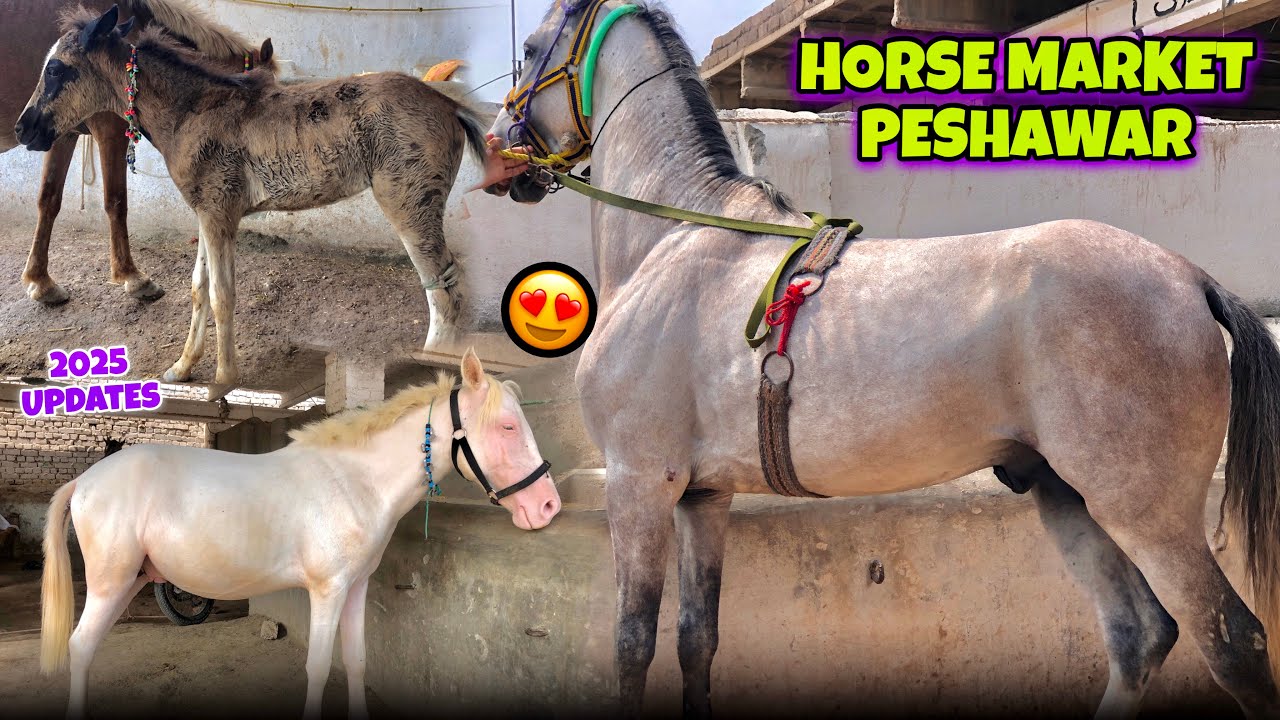 Horse Market Peshawar | High Quality Horses | Racer Horses | M Abbas Ali Shah