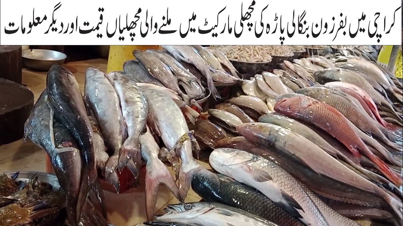Fish Market Info Bufferzone Karachi Fish Fresh meat All Kinds Of Fish & Other Seafood Current Price