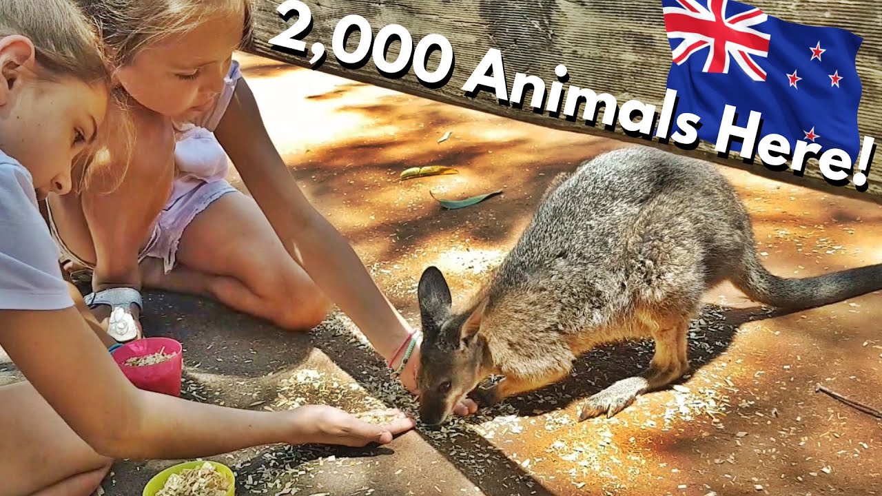 Featherdale Wildlife Park - Sydney Things To Do With Kids