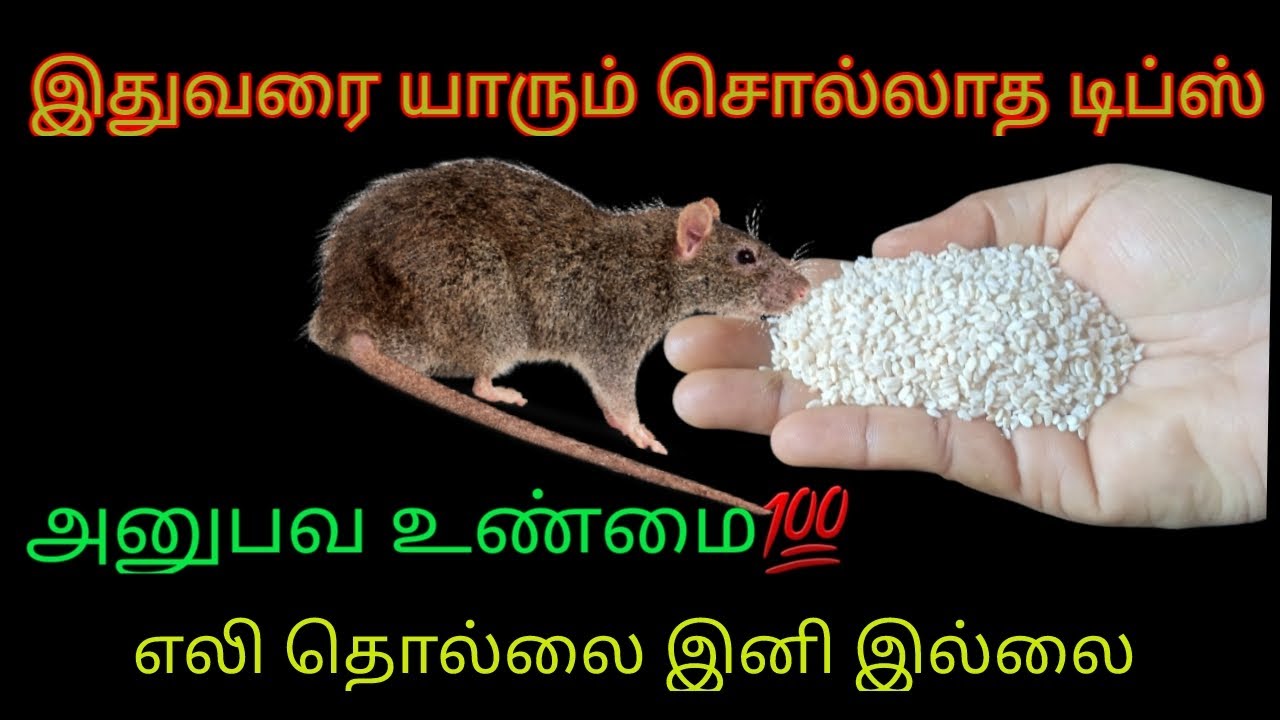 இந்த ஒரு பொருள் போதும் எல்லா எலிகளும் வீட்டை விட்டு தலைத்தெறிக்க ஓடிவிடும்😱|| kitchen tips in tamil