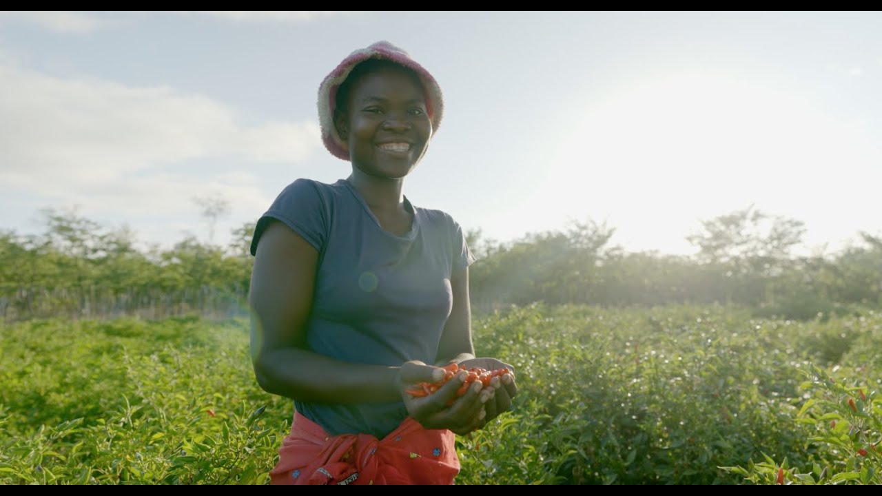 Creating Alternative Livelihoods: The Kacholo Chilli Project, Gonarezhou Conservation Trust