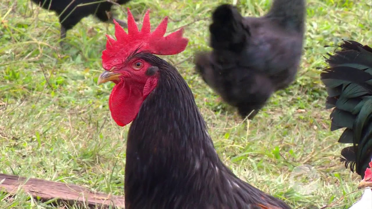Mejoramiento genético de gallinas criollas | La Finca de Hoy