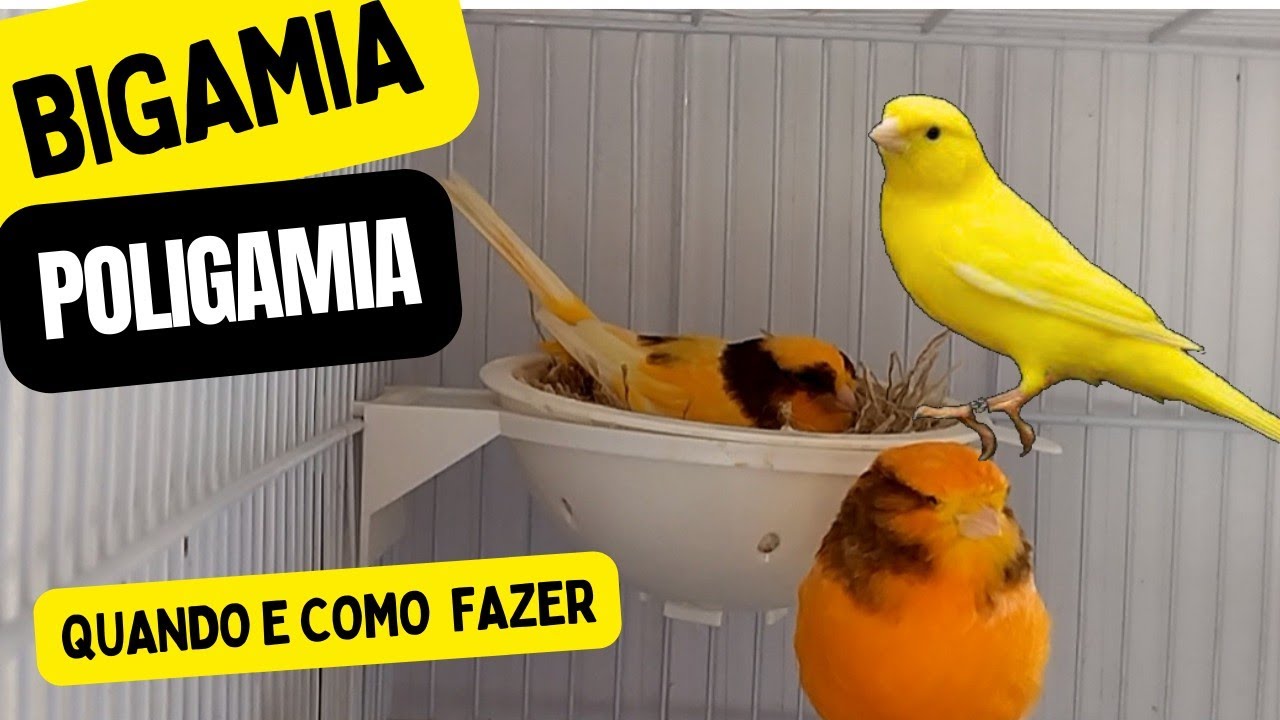 BIGAMIA, poligamia, na criação CANÁRIOS, quando e como fazer