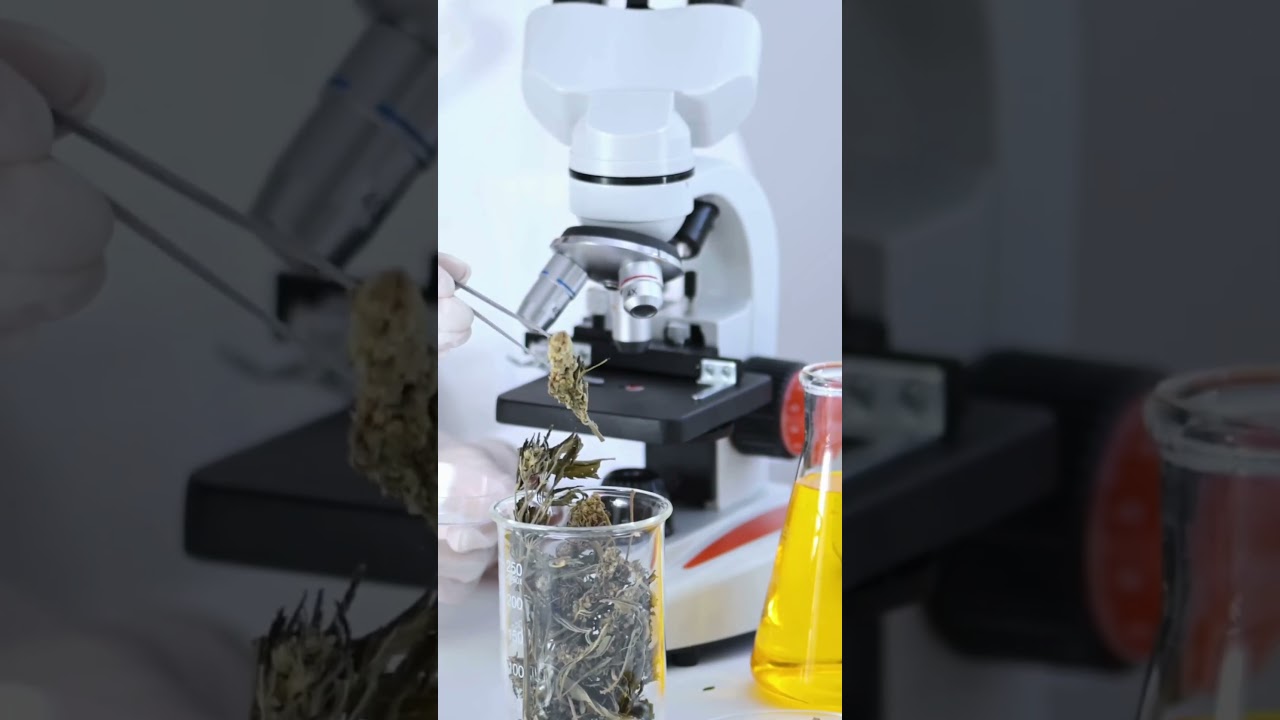 Cannabis and Hemp Business Mastery Programme | Part 3