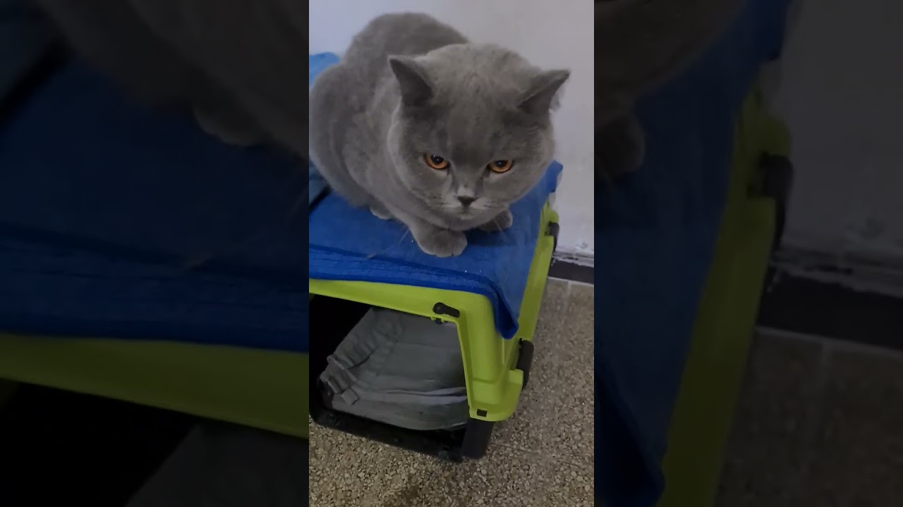 Тютя пожаловала