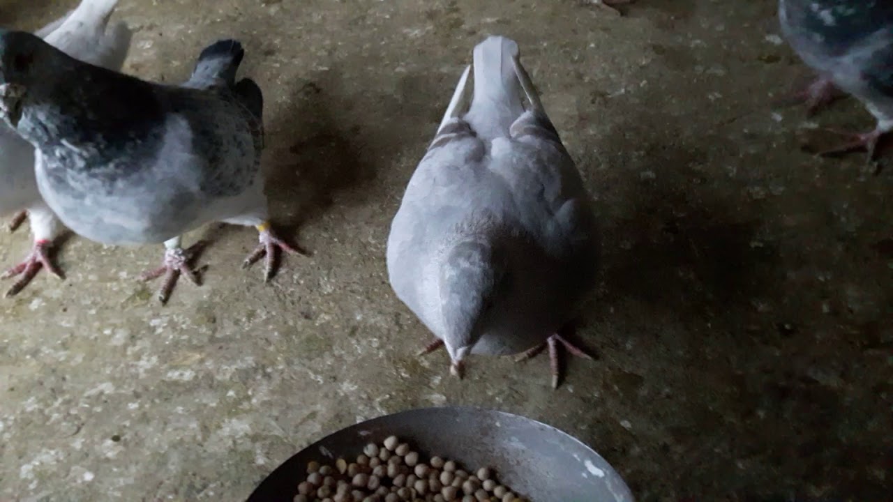 Porumbei standard