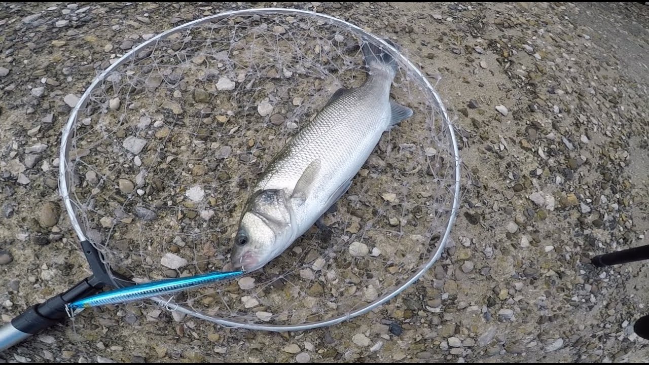Seabass spinning on Mommotti 190 SAR & Lost Bluefish(Narak)/ Spigola a spinning ed un Serra cattivo!