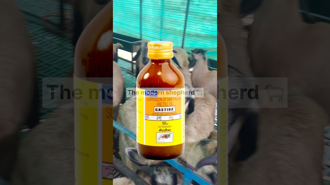 Treatment for bloat in sheep and goat #themodernshepherd #sheepfarming #training