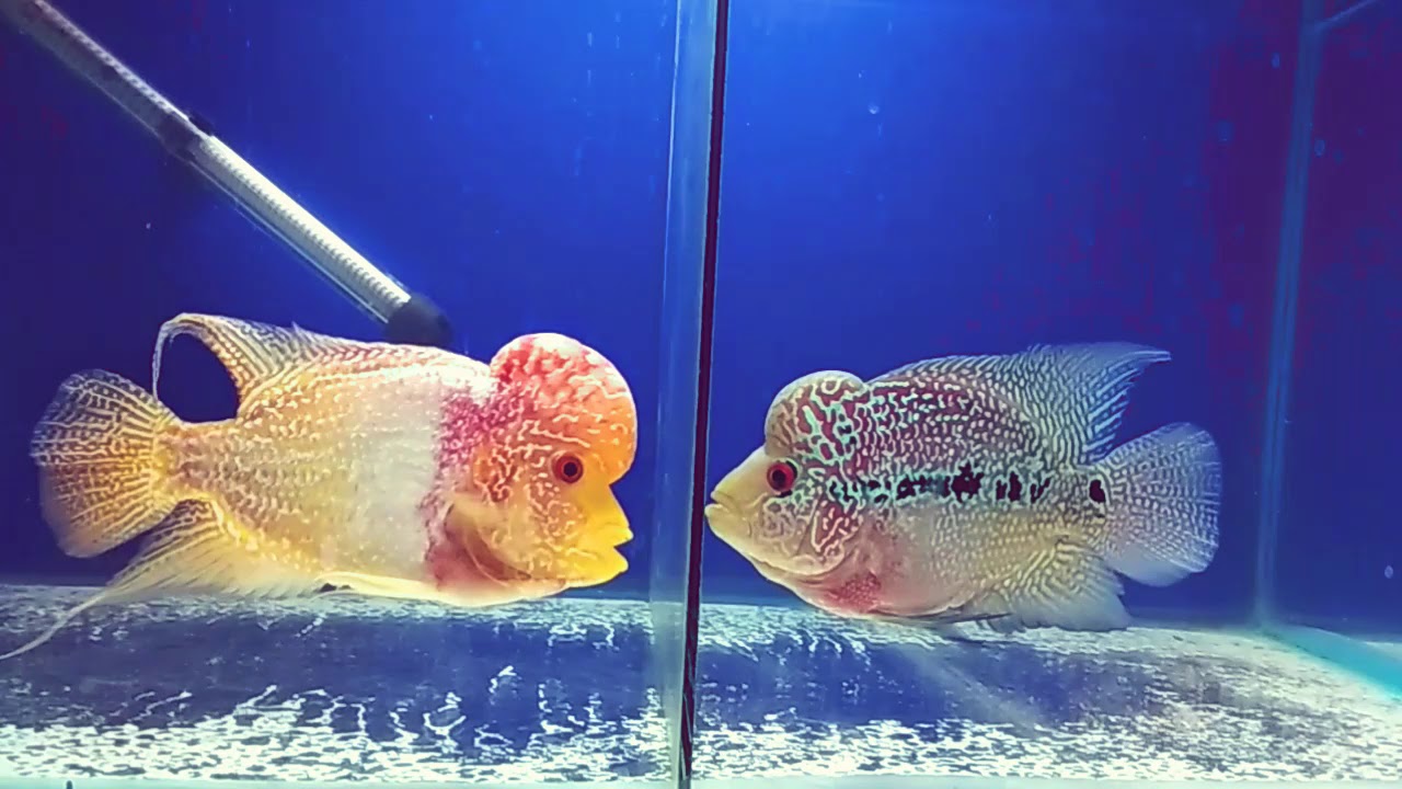 FLOWERHORN (GBKML vs MAGMA)