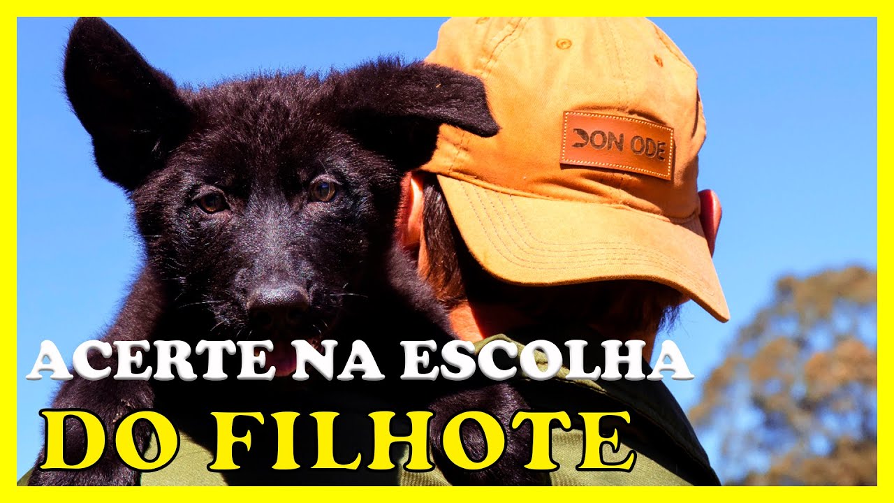 IMPORTÂNCIA EM ESCOLHER O FILHOTE CERTO PARA CADA DONO