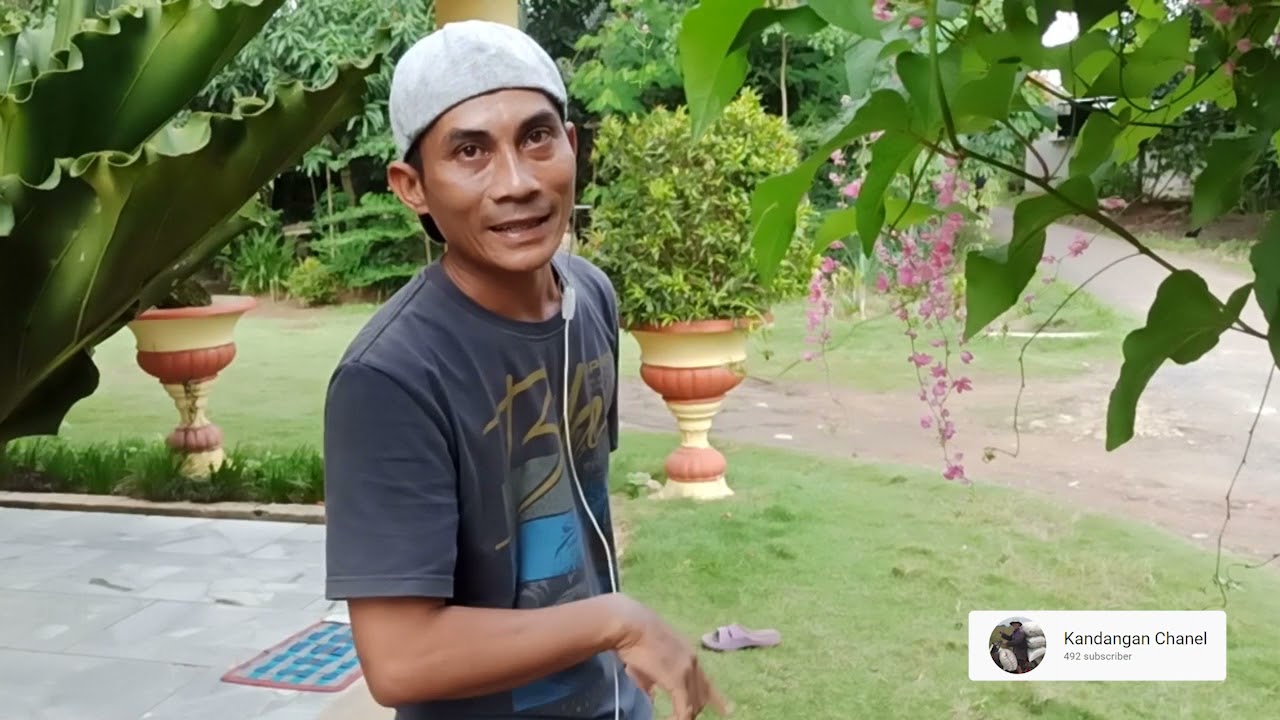 ternak lebah klanceng dr #kebonlebahklanceng