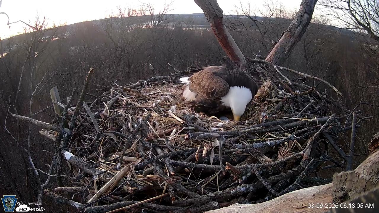 Hanover Eagles Live Cam   HDOnTap — Mozilla Firefox 2026 03 09 07 17 55