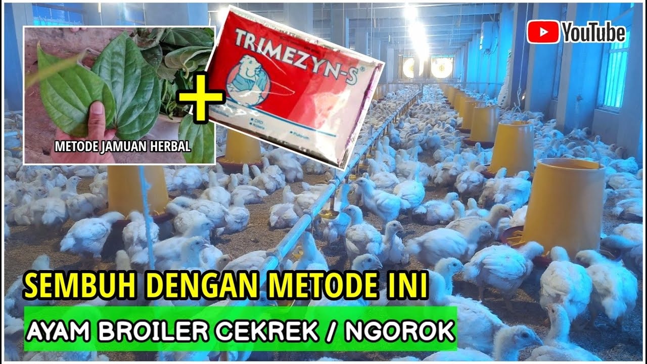 Rahasia obat ayam cekrek dan ngorok langsung sembuh dengan cara metode ini