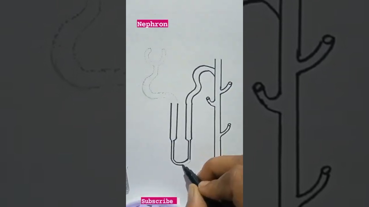 nephron in human body #short video