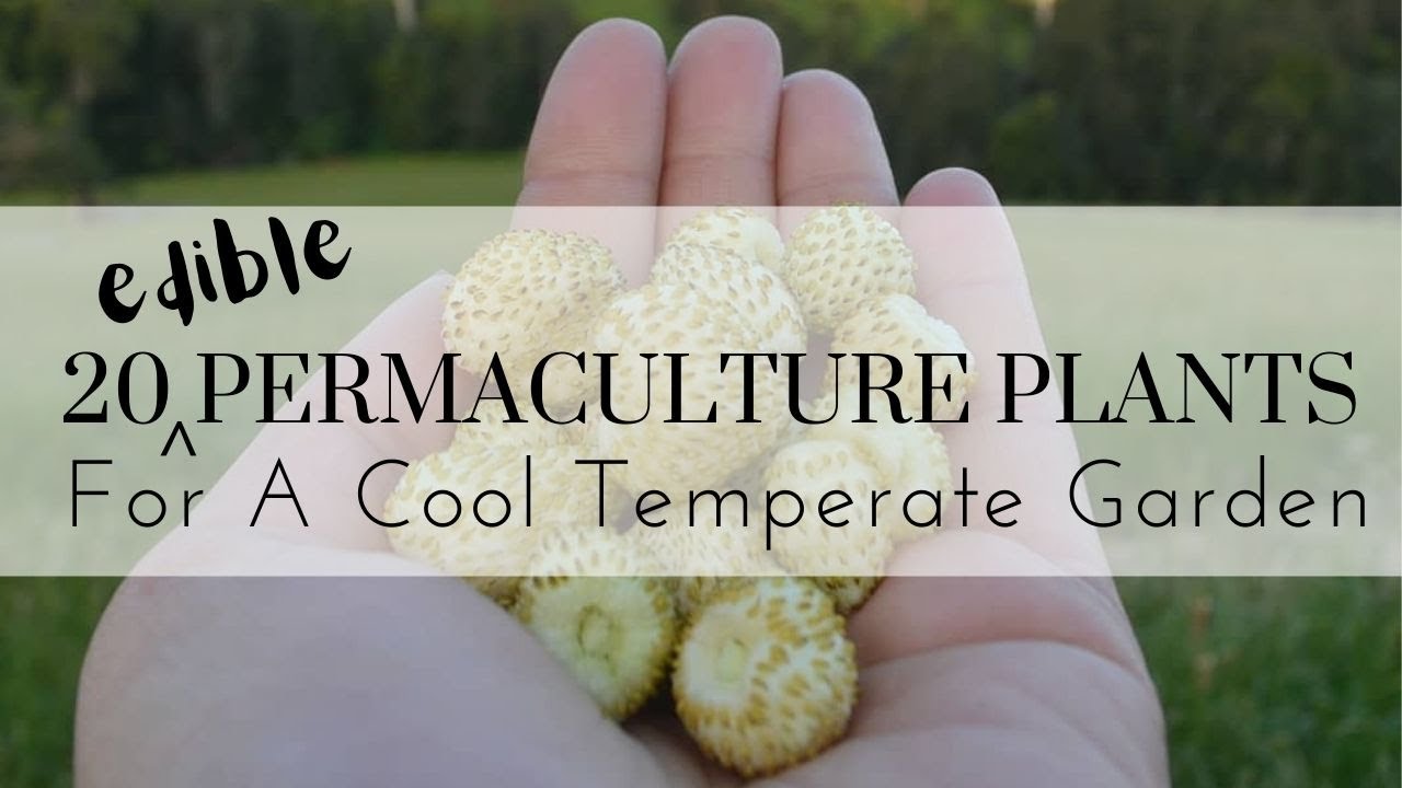 20 Permaculture Plants For An Edible Cool Temperate Garden #permaculture #permacultureplants