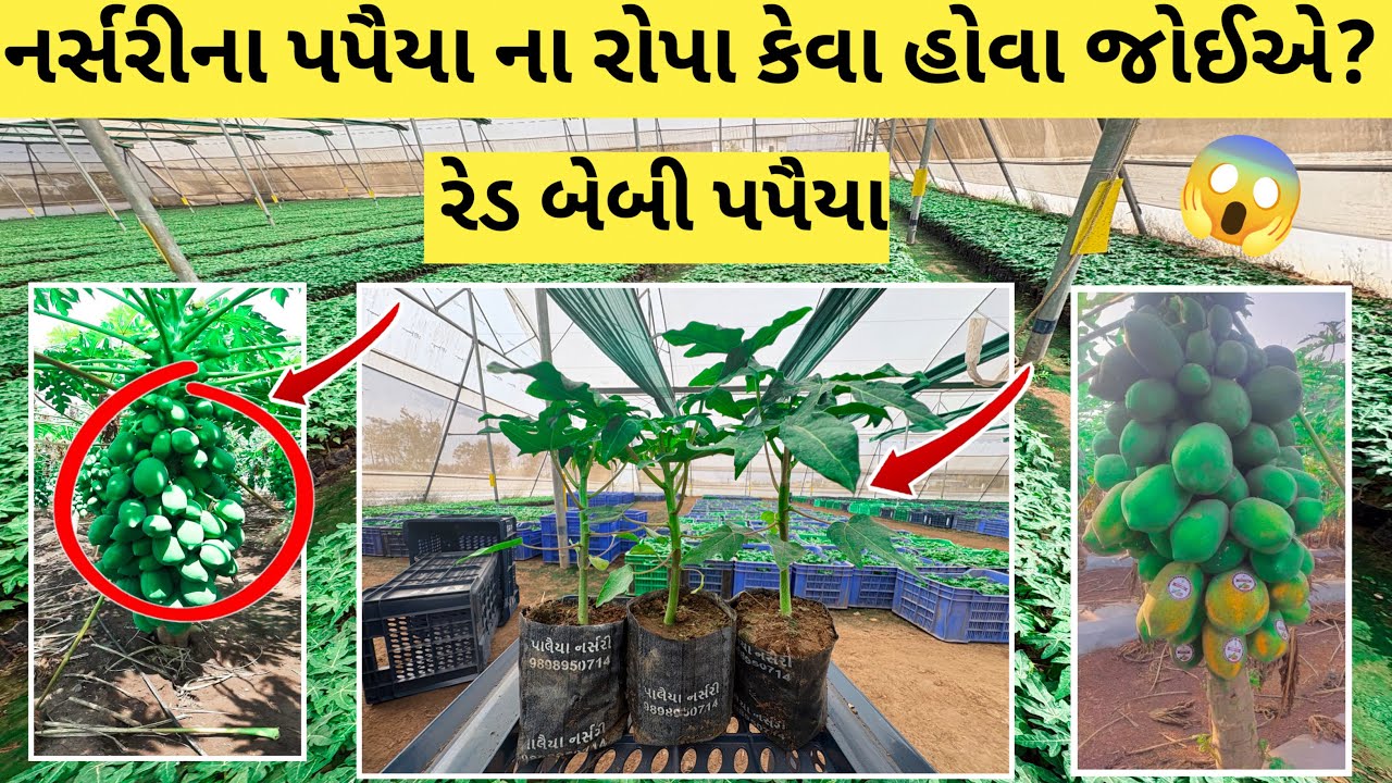 નર્સરીના પપૈયા ના રોપા કેવા હોવા જોઈએ? #viralvideo #farming #mikisan 