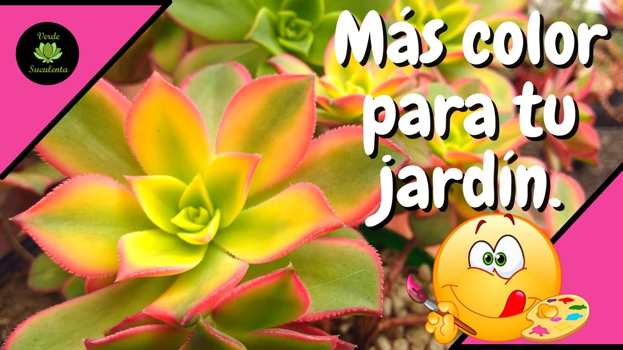 Con el precioso Aeonium kiwi 