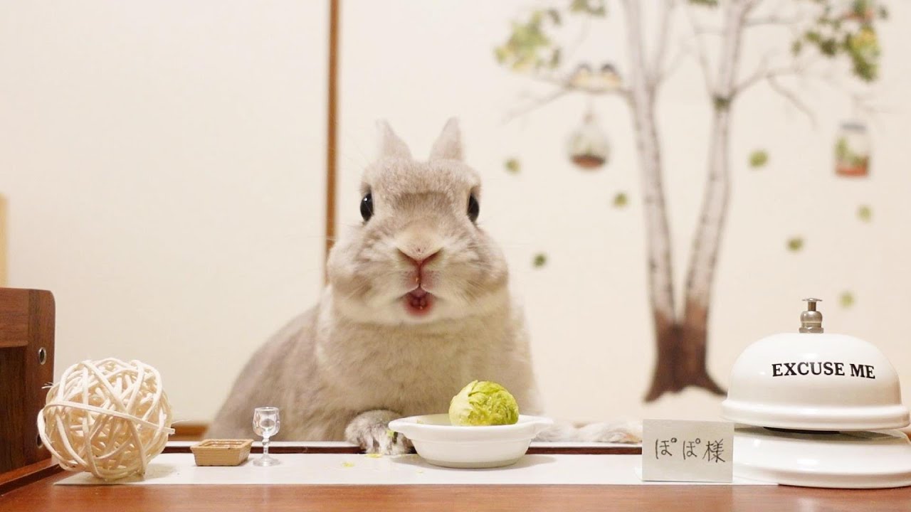 おいしさの余りベルチンが止まらなくなるうさぎさん大興奮のコース料理がコチラです
