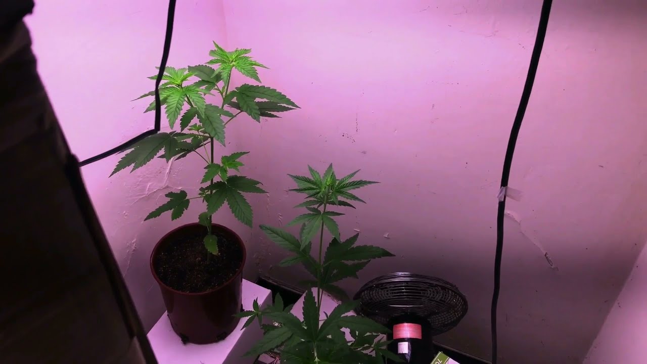 Cannabis grow update   Happy New Year everyone  !!