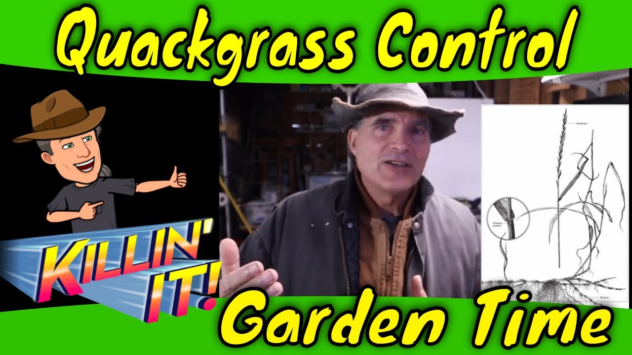 Quackgrass Control Organic weed management