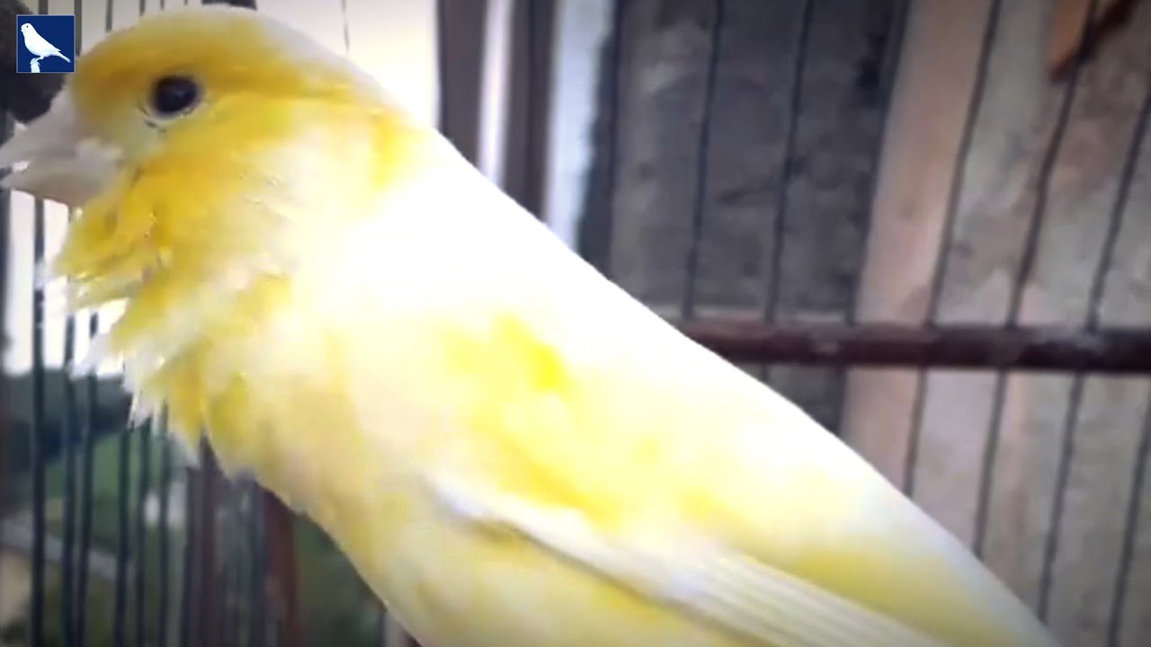 Canário Belga AMARELO MOSAICO Cantando Muito !!!