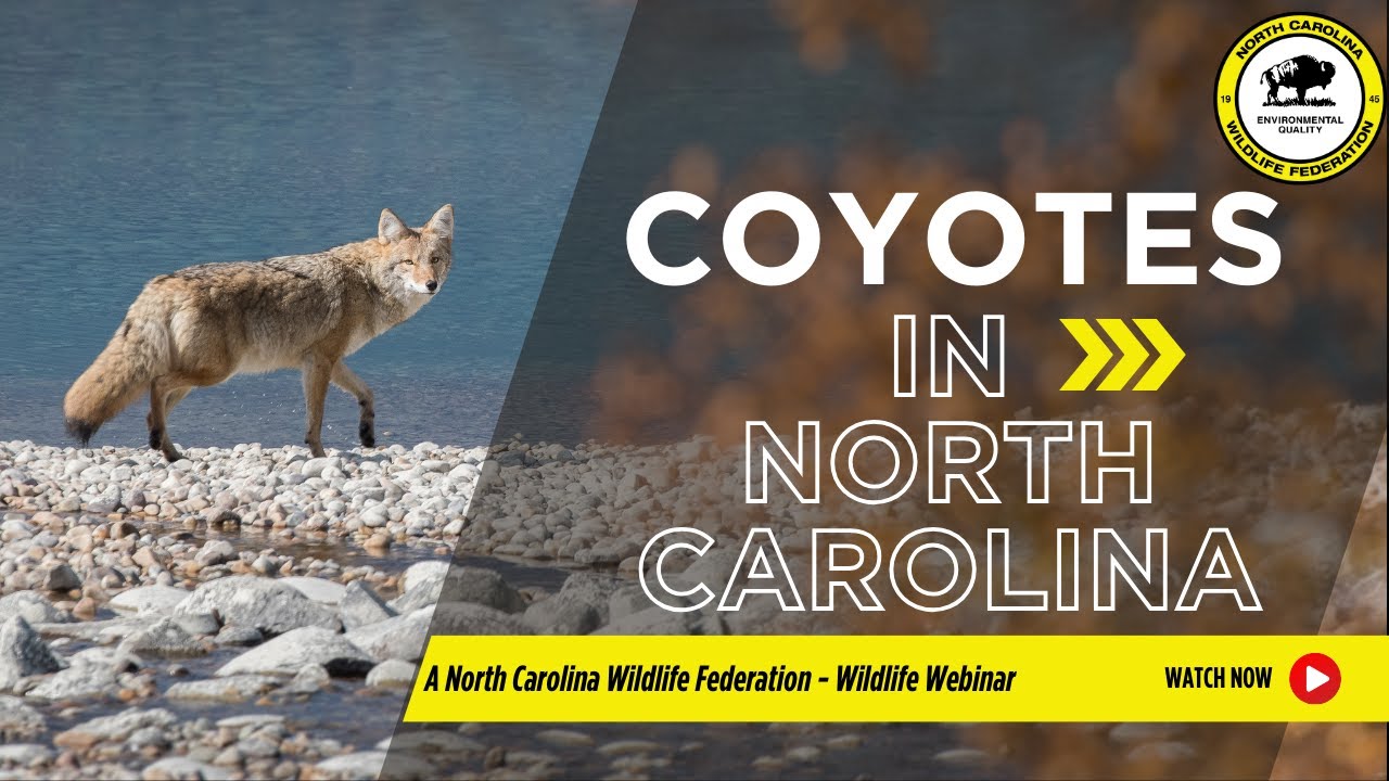 Coyotes - North Carolina Wildlife Federation