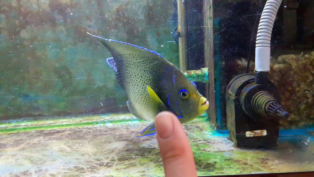 Pomacanthus Semicirculatus Koran angelfish