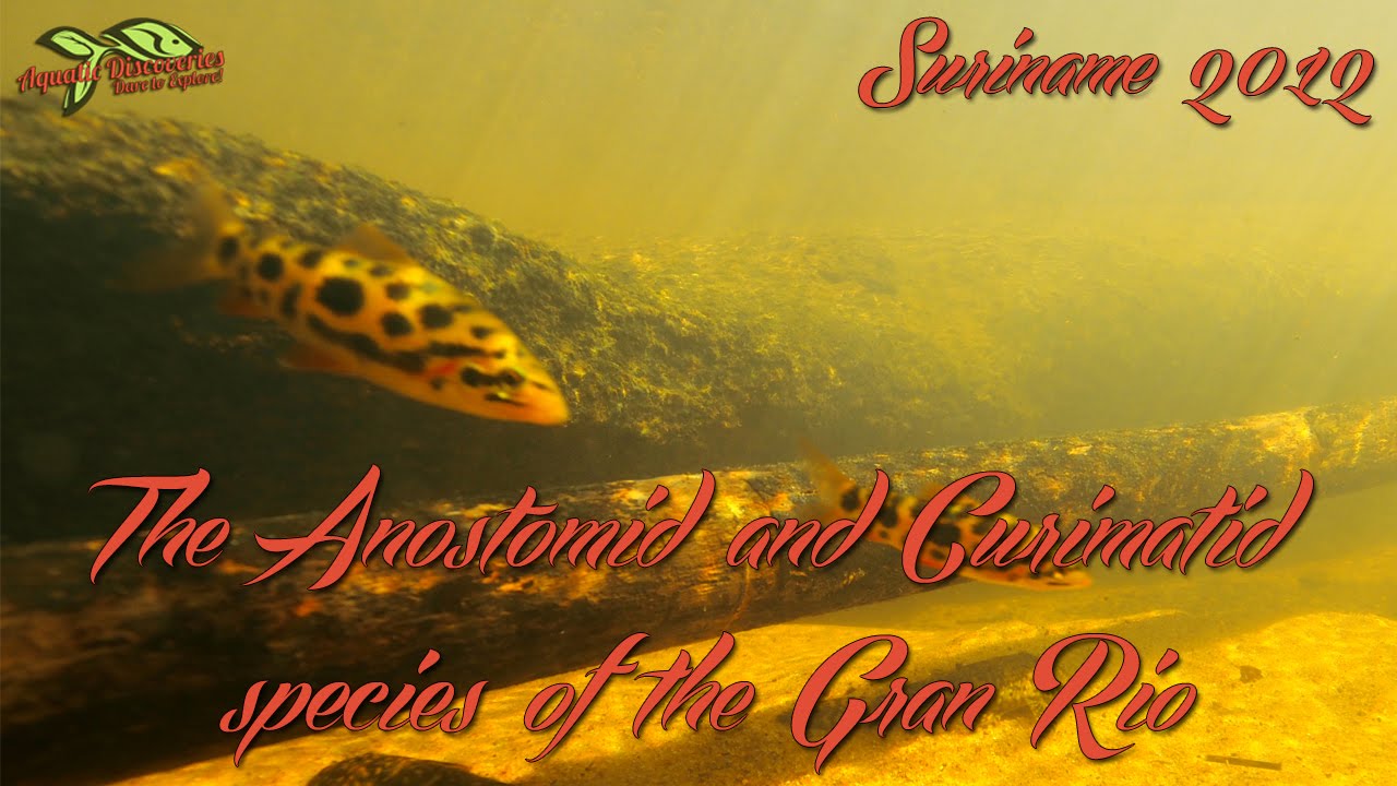 Aquatic Discoveries: The Anostomid and Curimatid species of the Gran Rio rapids.