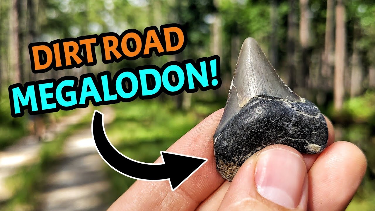 Post-Hurricane Floods Revealed TONS of Shark Teeth & Seashell Fossils on These Florida Dirt Roads!