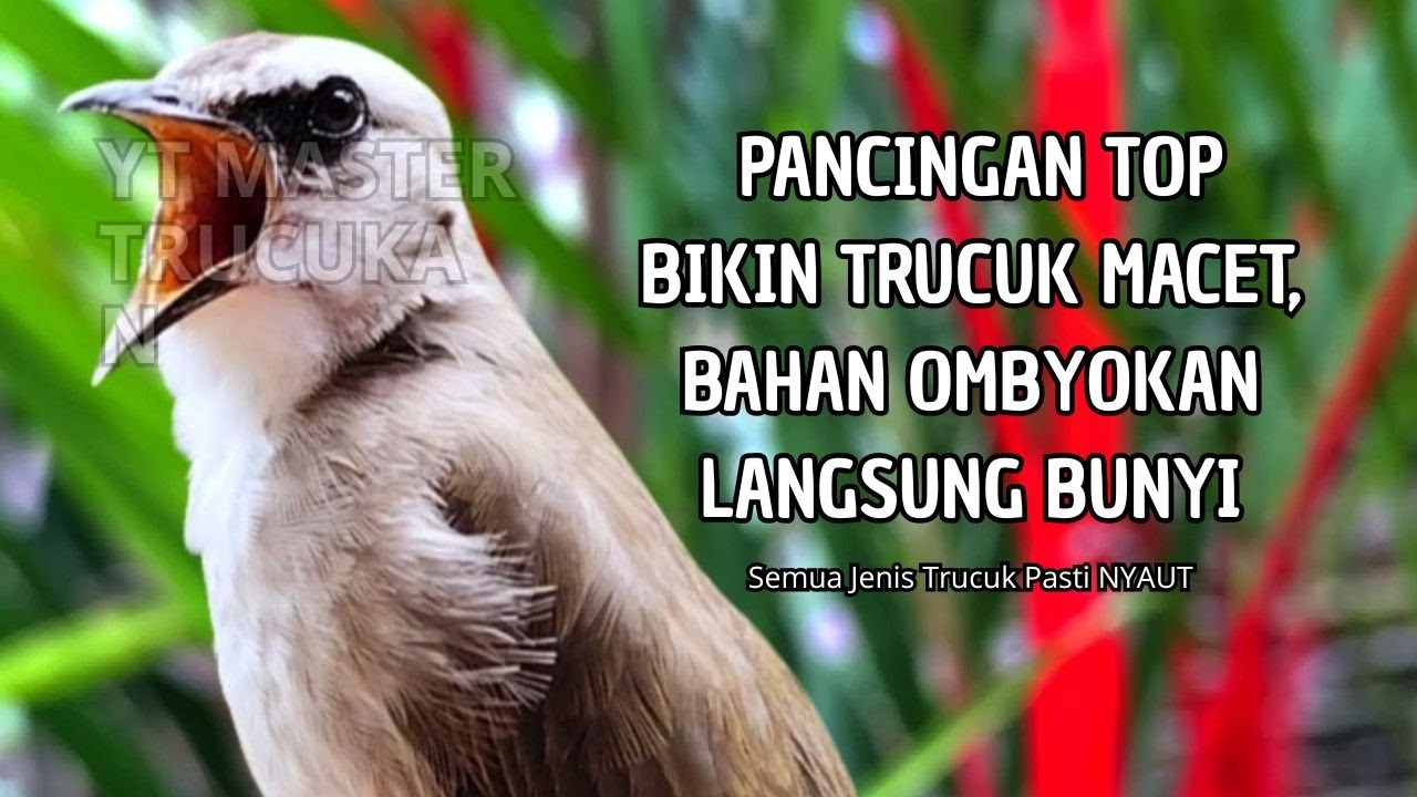 Trucukan GACOR ngalas ROPEL PANJANG suara alam AMPUH buat pancingan jadikan trucuk Gacor GARUDA