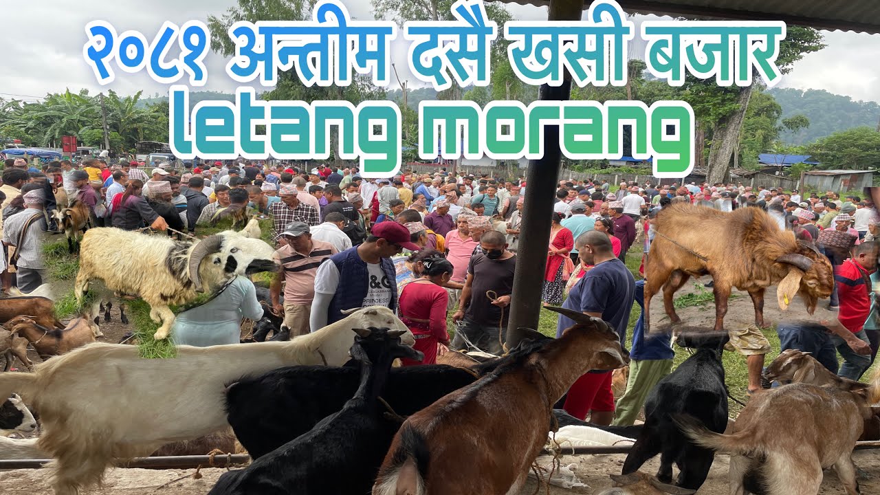 दसै घटस्थापना खसी बजार Goats Market In Morang Nepal 🇳🇵//पुर्वी नेपालको सस्तो खसी बोका बजार #Nambindb