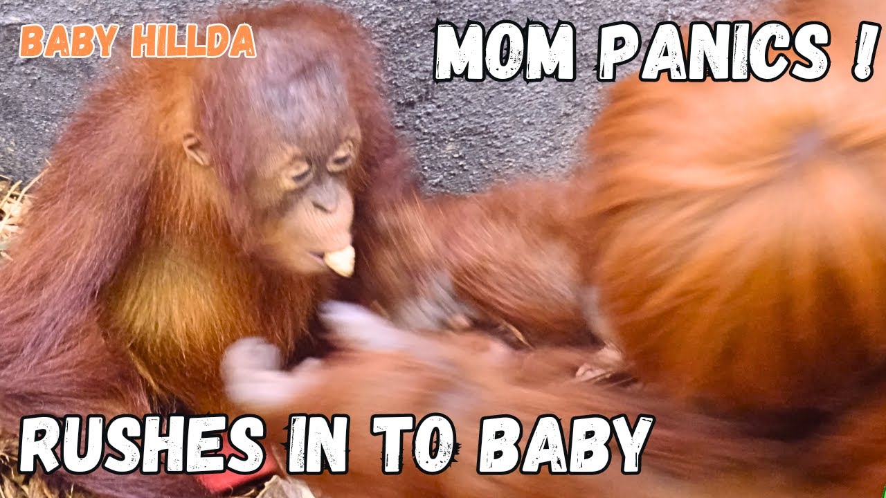 Panic !! Mother Orangutan Rushes In To Take Food Off Baby