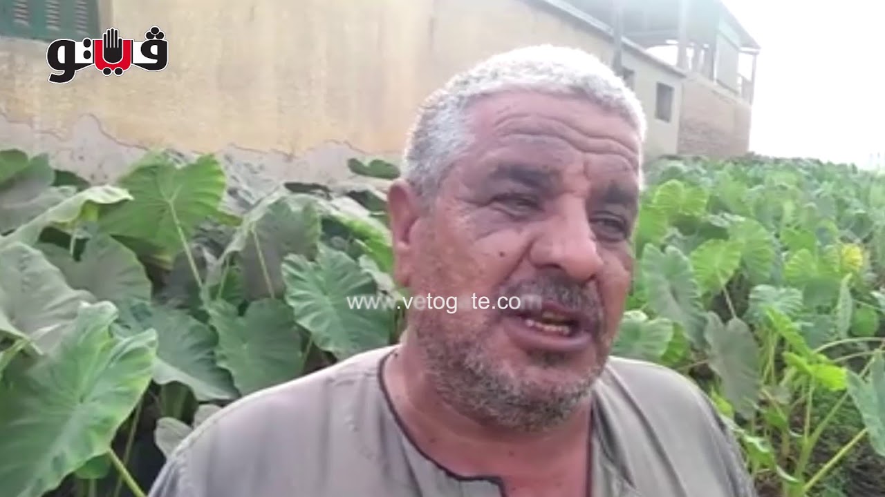 فيتو - القلقاس.. محصول تجهيز العرائس بشنوان في المنوفية