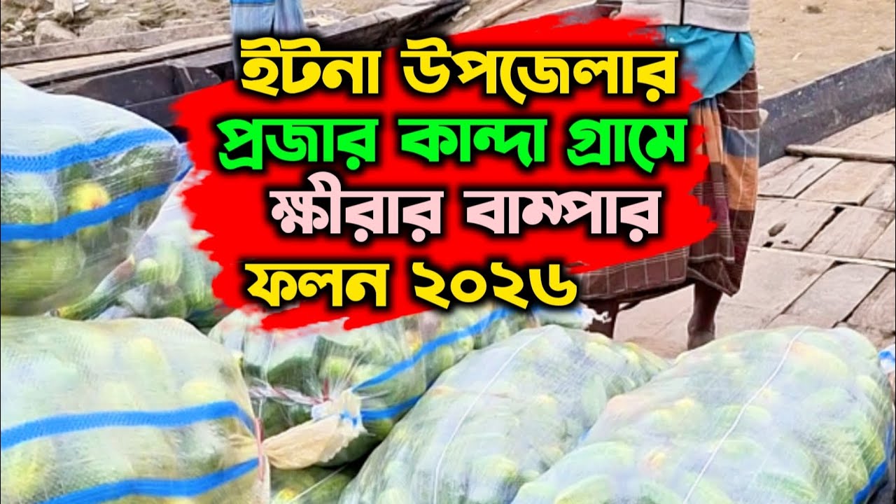 ইটনা উপজেলার প্রজার কান্দা গ্রামে ক্ষীরার বাম্পার ফলন ২০২৬