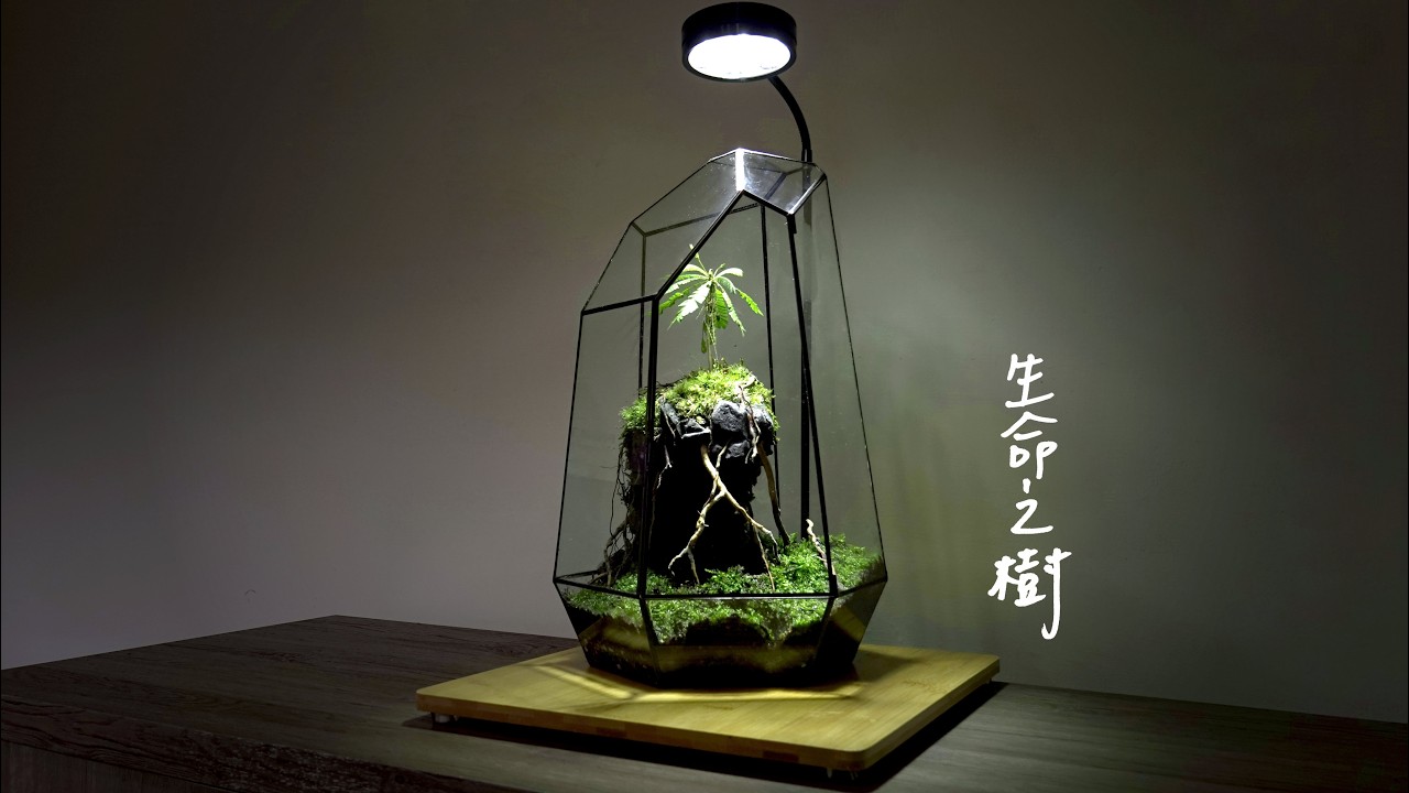 DIY Ecosystem Terrarium Pond for Mantis stepbystep l What Will Be If The Mantis Sees The Spider