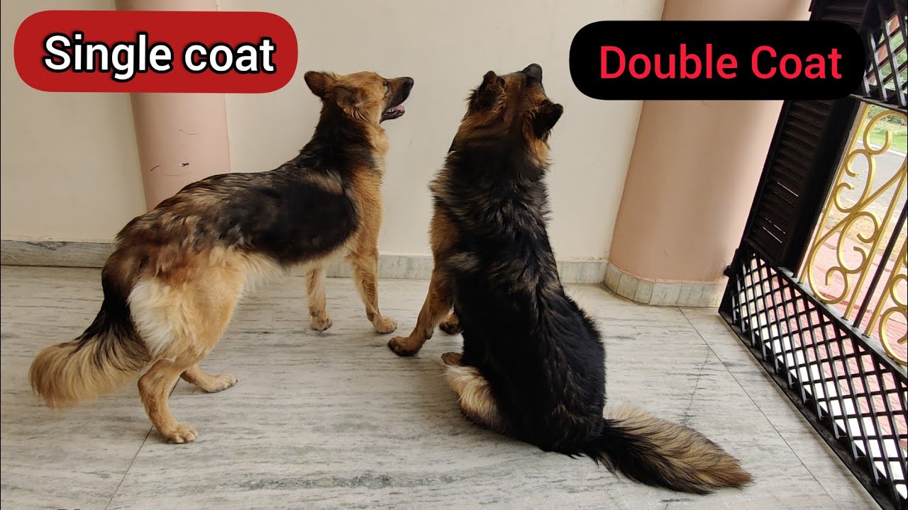 Difference Between Single Coat And Double Coat German Shepherd. | What Is Long Coat GSD?