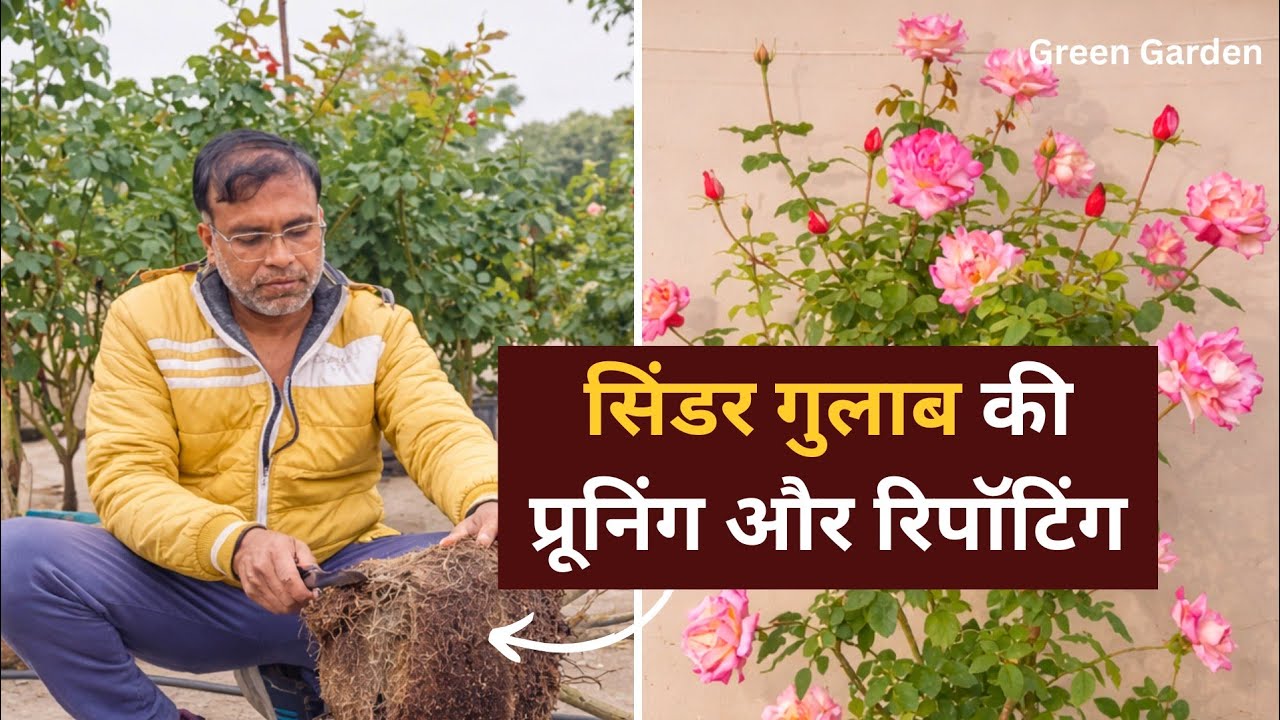 सिंडर मीडिया में रोज फ्लावर प्लांट की रिपॉटिंग | Root Pruning सही तरीका