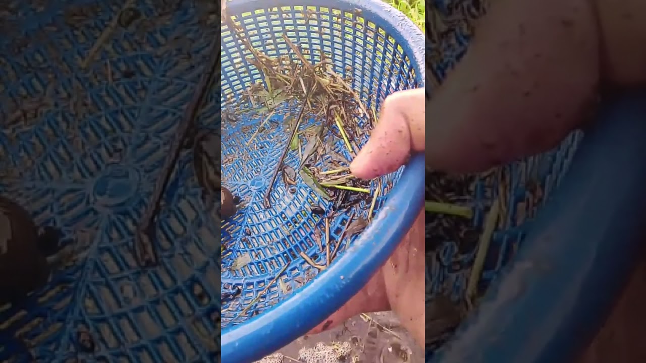 Petualangan cupang alam 🌿🌿 berburu ikan laga liar di rawa,, selamat menyaksikan petualangan cupang 